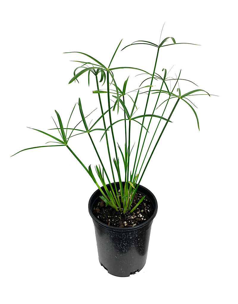 Cyperus alternifolius 1 Gallon