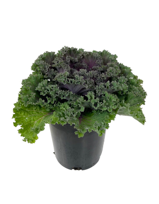 Kale 'Kamome Red' 1 Gallon