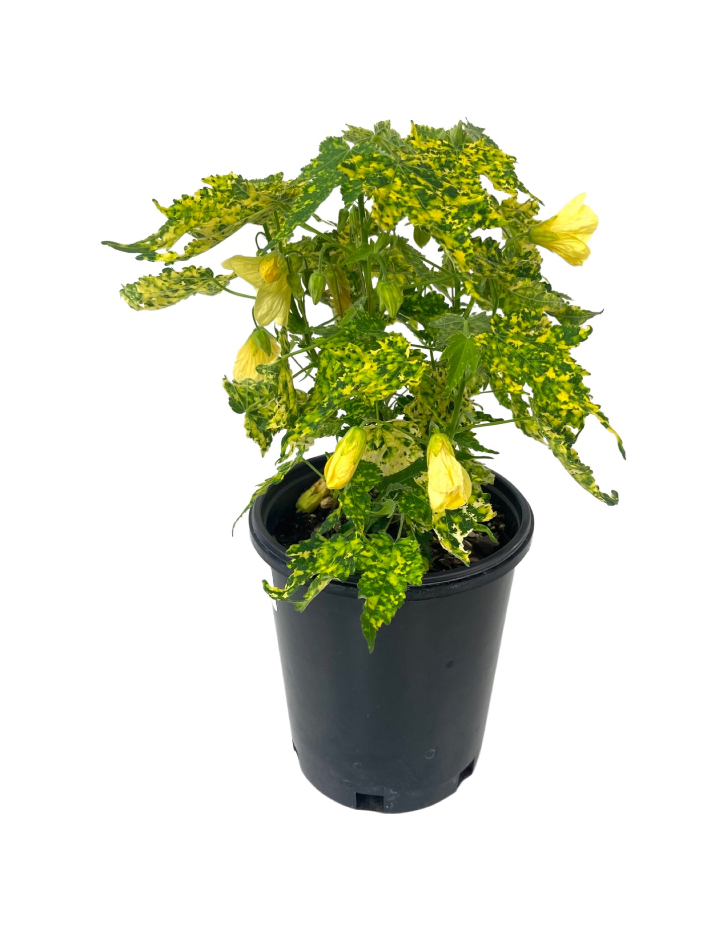 Abutilon pictum 'Thompsonii Yellow' 1 Gallon