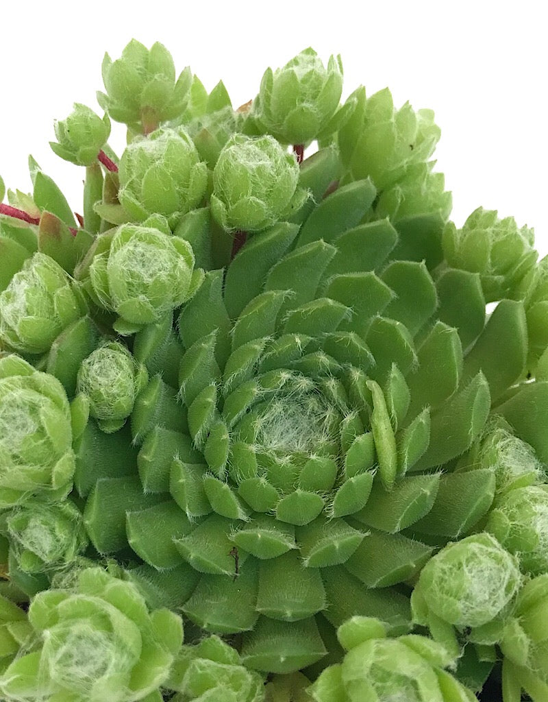 Sempervivum 'Pekinese' 4 Inch