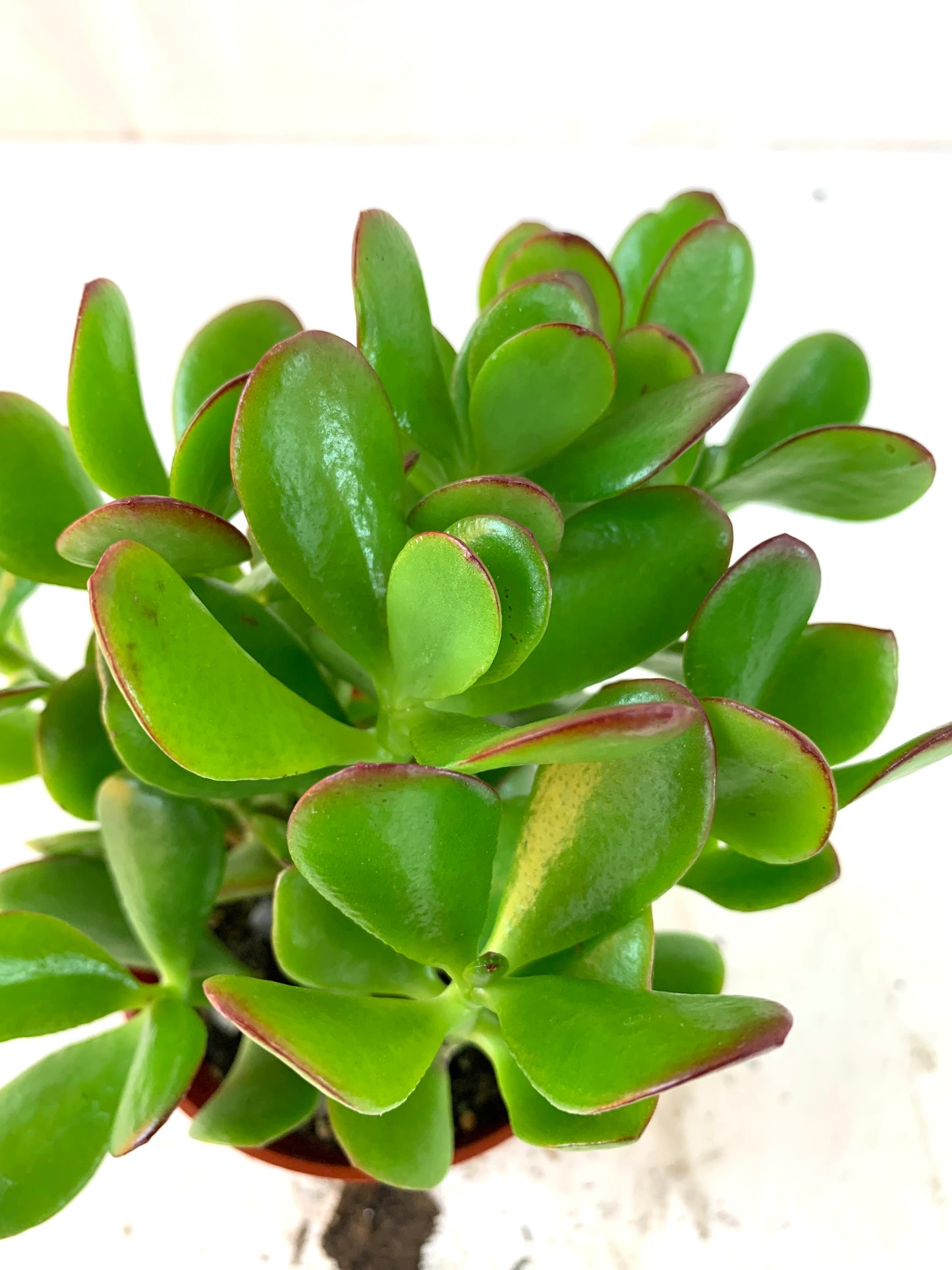 Crassula ovata 4 Inch