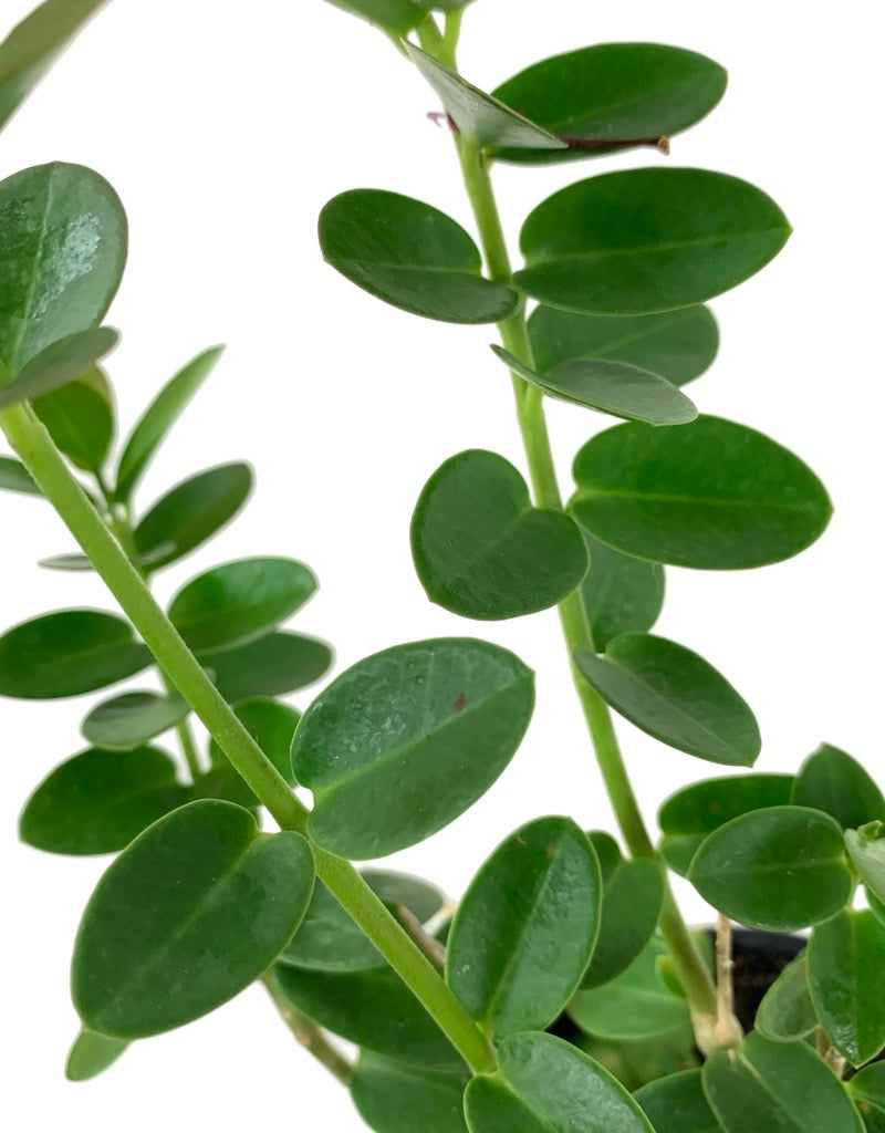 Hoya cumingiana Quart