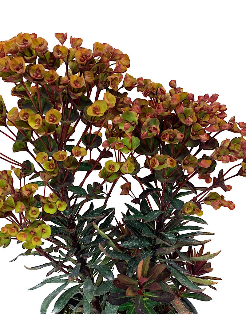 Euphorbia 'Blackbird' 1 Gallon