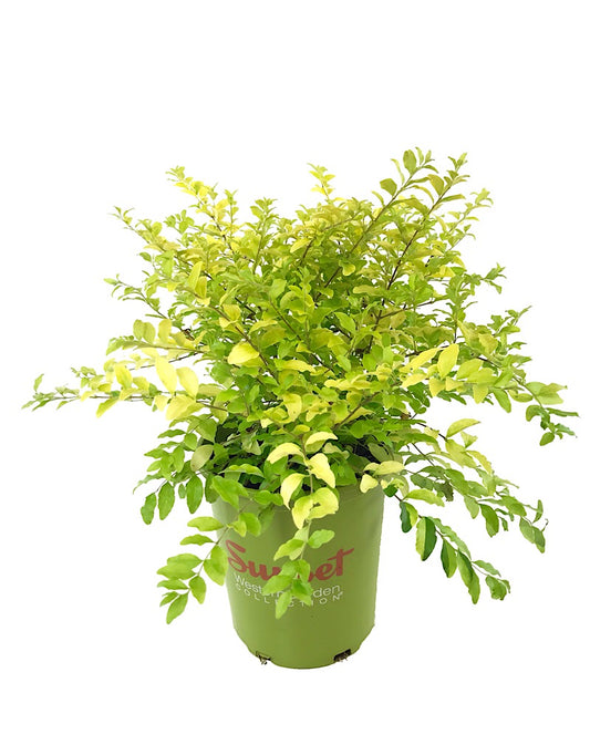 Ligustrum s. 'Sunshine' 1 Gallon