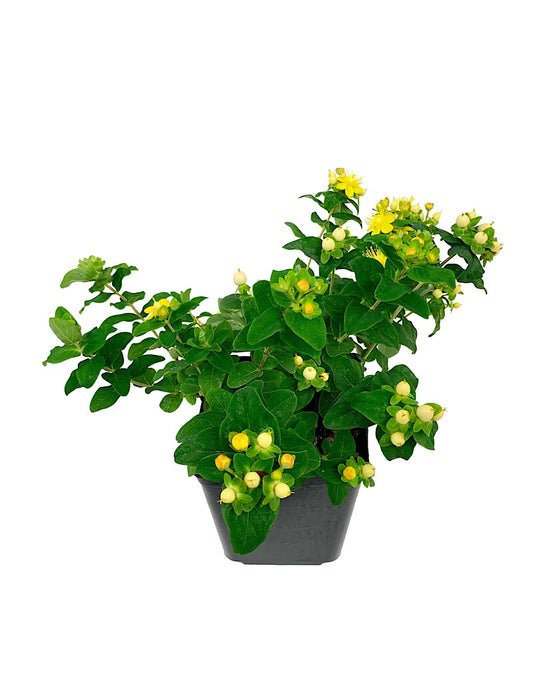 Hypericum 'Magical Ivory'  1 gal