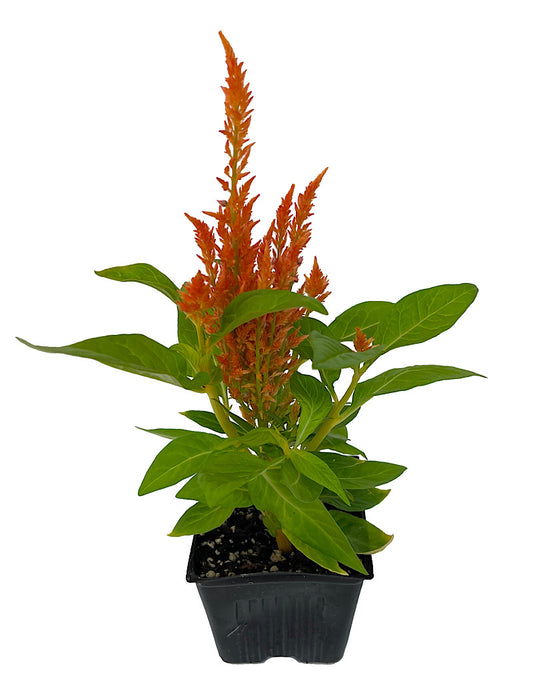 Celosia 'Fresh Look Orange' 4 Inch