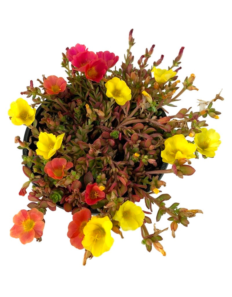 Portulaca 'Confetti Garden Cupcake Party' 6 Inch