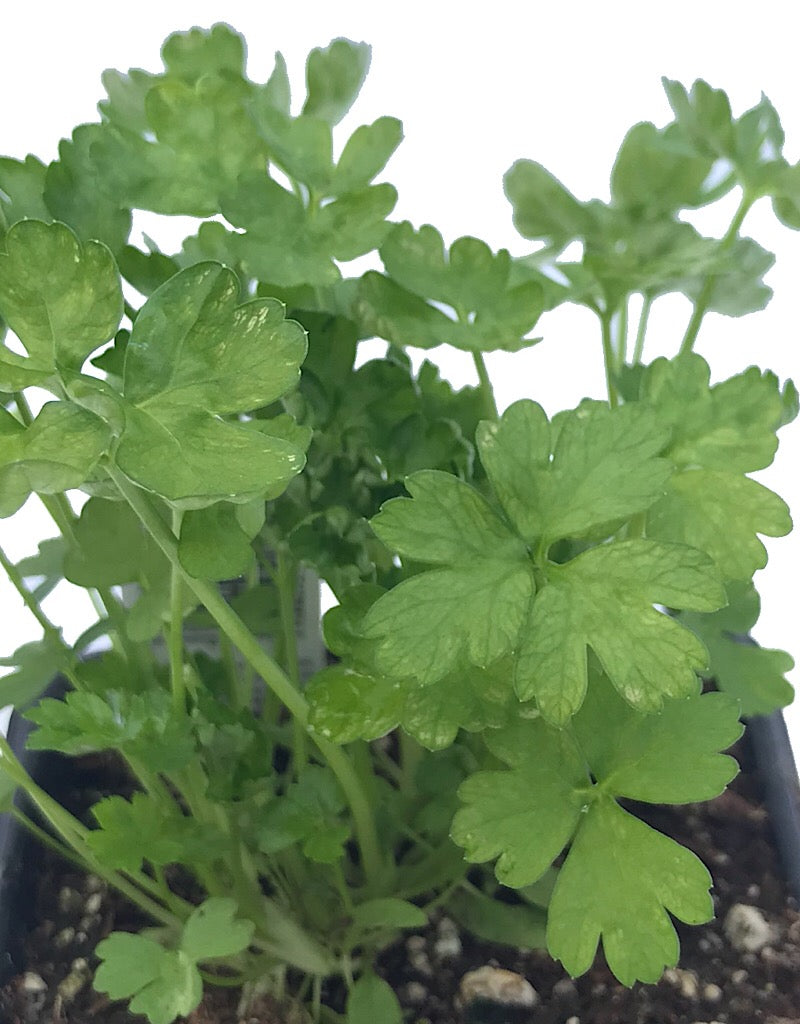 Parsley 'Italian' 4 Inch