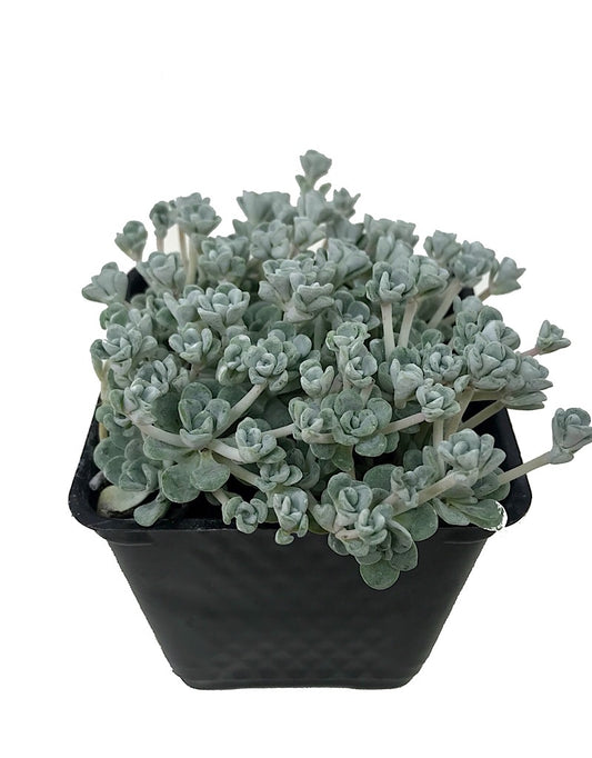 Sedum spathulifolium 'Cape Blanco' 4 Inch