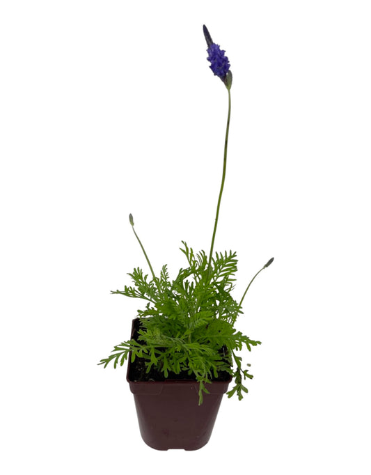 Lavandula 'Fernleaf' Quart