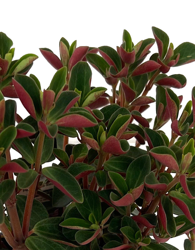 Peperomia verticillata 'Double Duty' 4 Inch