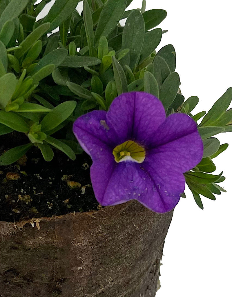 Calibrachoa 'Cabaret Lavender Improved' 4 Inch