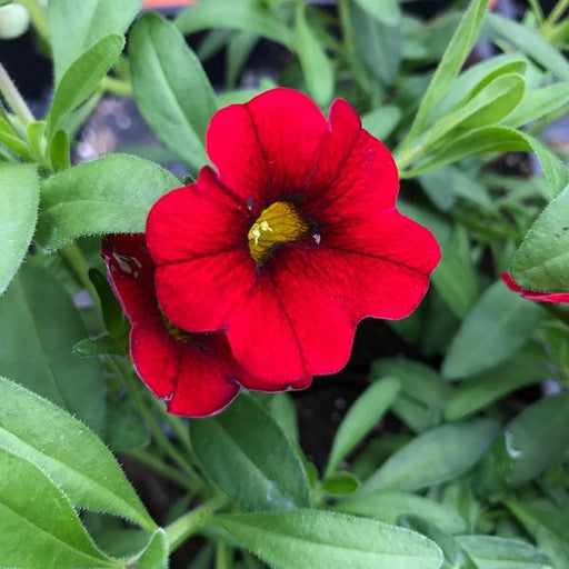 Calibrachoa 'Minifamous Vampire' 4 Inch