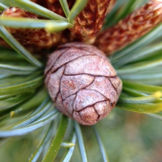 Pinus parviflora 'Catherine Elizabeth'  1 Gal