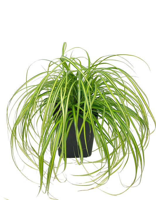 Carex oshimensis 'Eversheen'  Quart