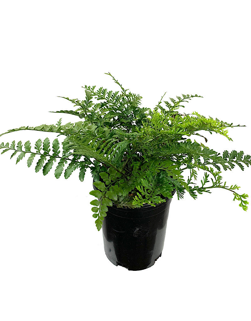 Asplenium 'Austral Gem'