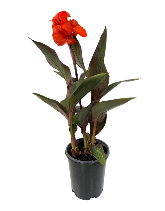 Canna 'Cannova Bronze Orange' 1 Gallon