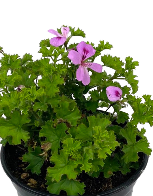 Pelargonium 'Lemona' 5 Inch