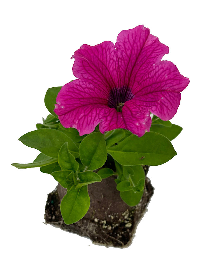 Petunia 'Surfinia Rose Vein' 4 Inch