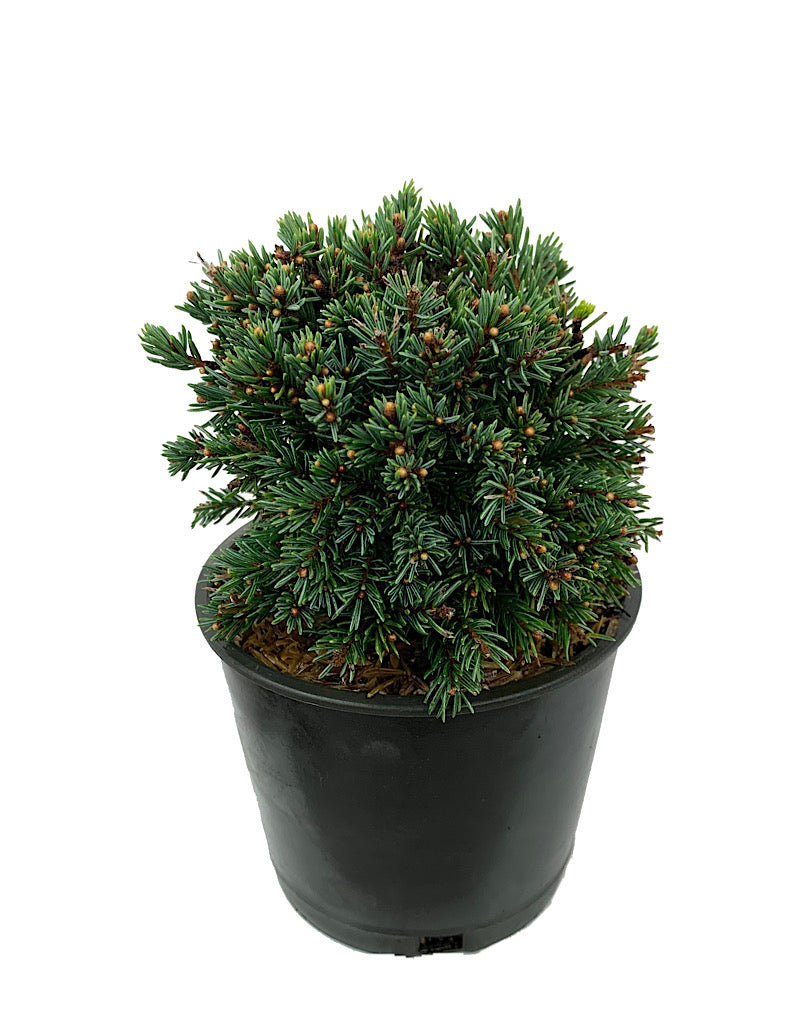 Picea glauca 'Echiniformis' 4 Inch