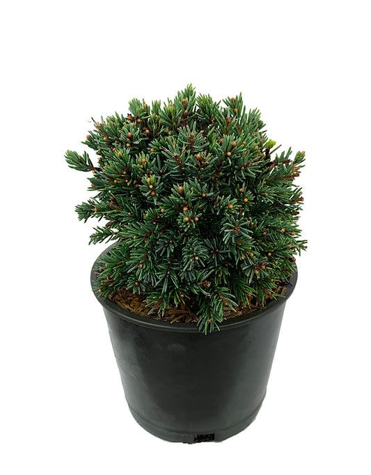 Picea glauca 'Echiniformis' 4 Inch