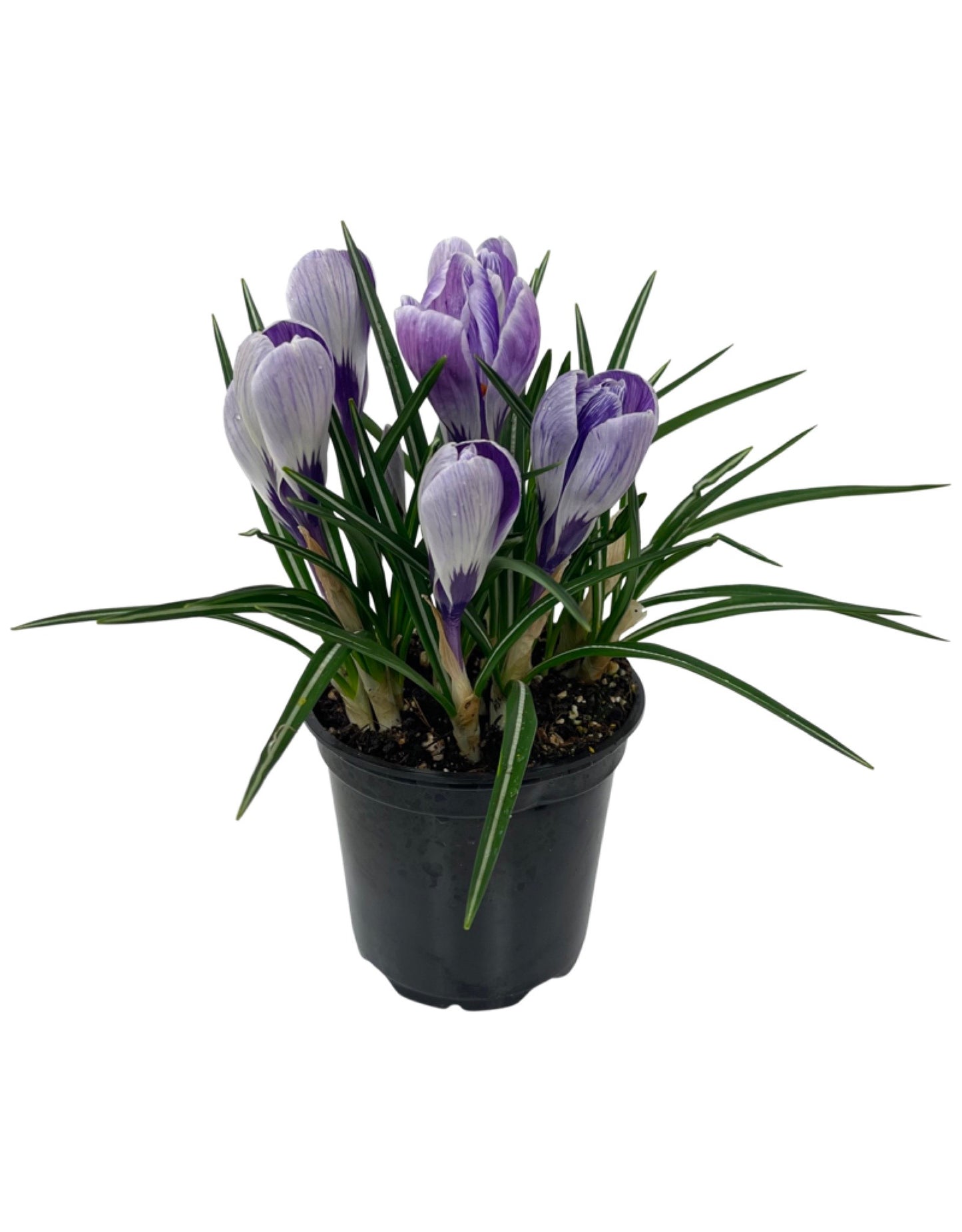 Crocus vernus 'Striped Beauty' 4 Inch