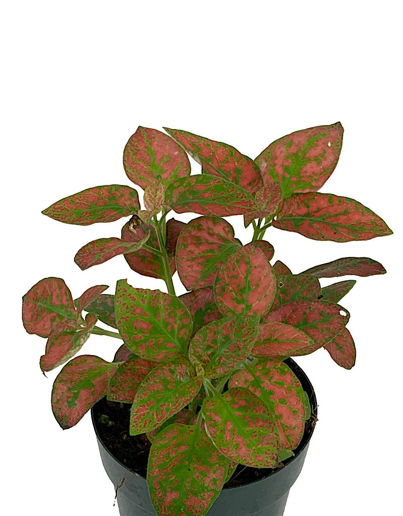 Hypoestes phyllostachya 'Red'  2 inch