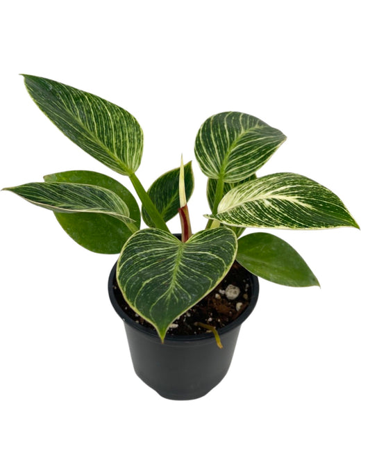 Philodendron 'Birkin' Quart