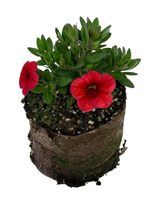 Calibrachoa 'Conga Red Improved  4 Inch