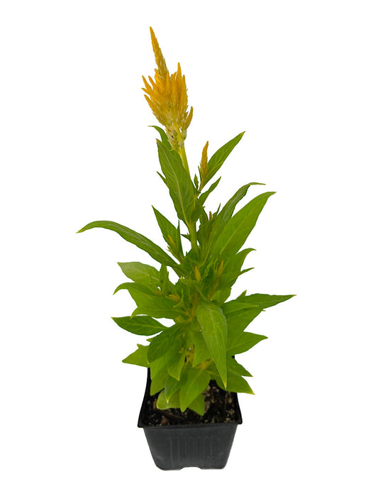 Celosia 'Fresh Look Yellow' 4 Inch