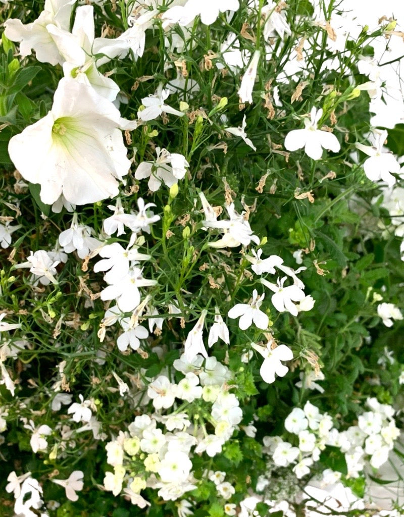 Moss Basket White Wedding