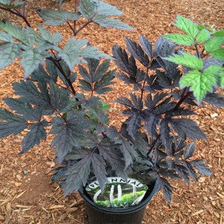 Actaea s. 'Hillside Black Beauty'- 1 gal