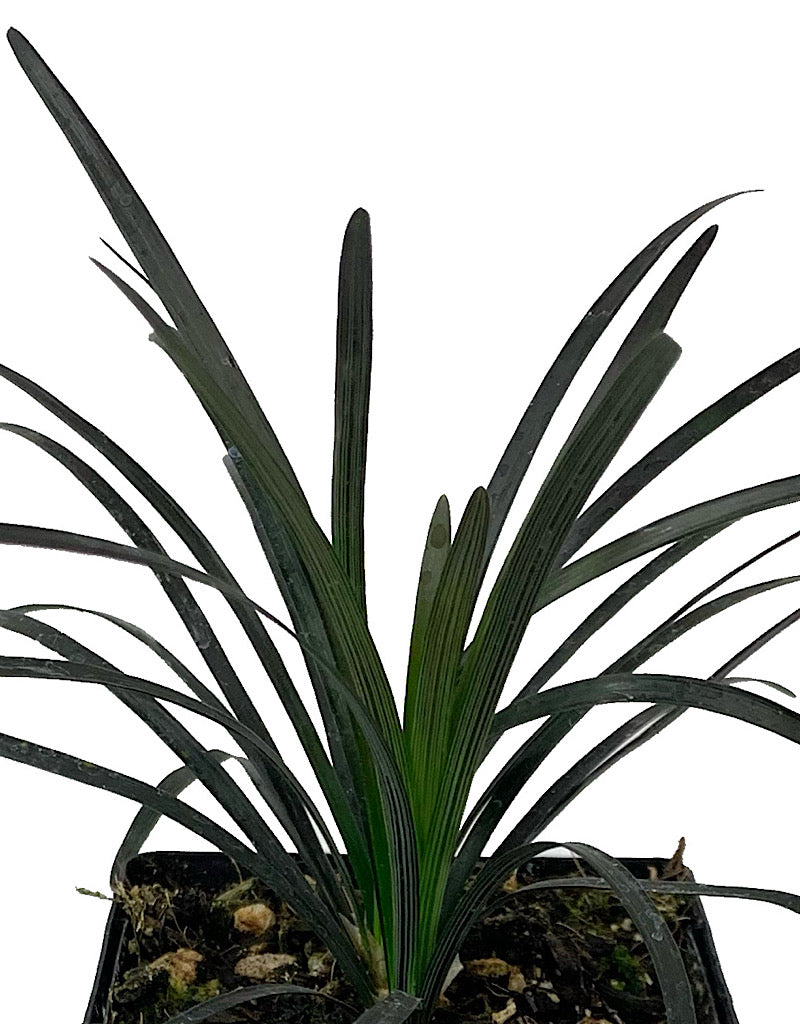 Ophiopogon planiscapus 'Nigrescens' 4 Inch