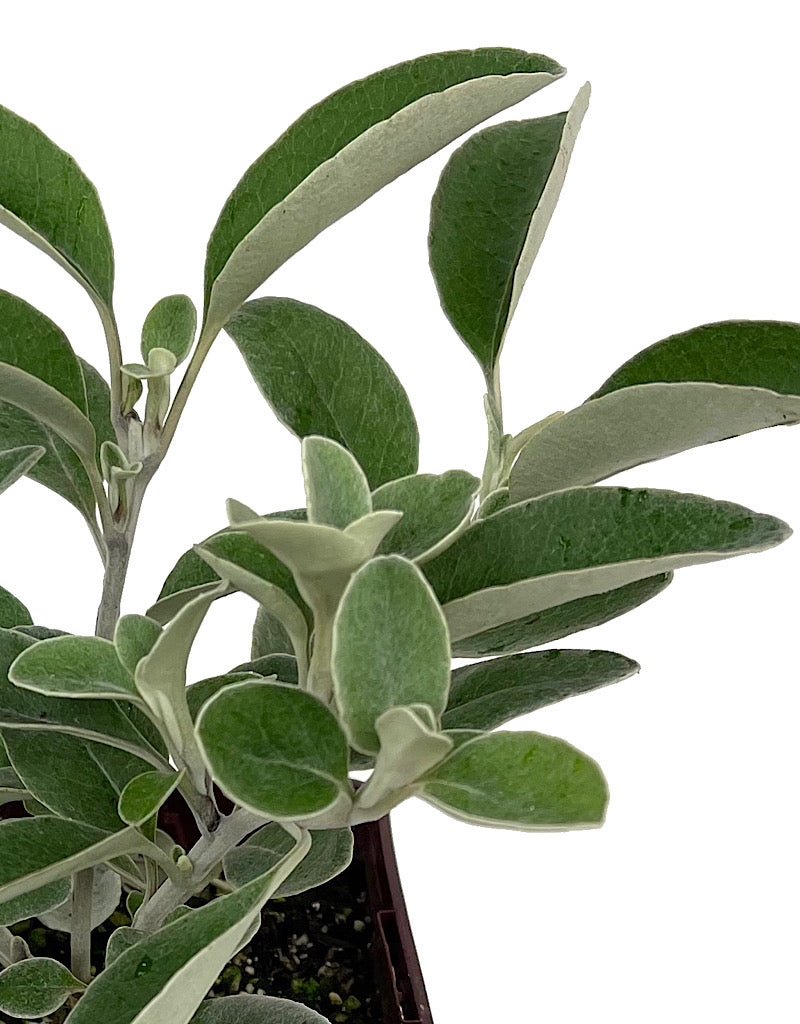 Senecio greyi Quart