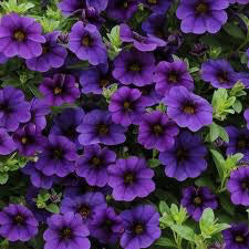 Calibrachoa 'Callie Dark Blue' 4 inch