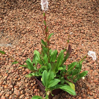 Persicaria campanulata Quart