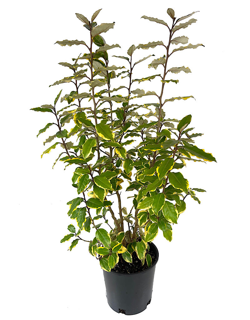 Elaeagnus x e. 'Olive Martini' 2 Gallon