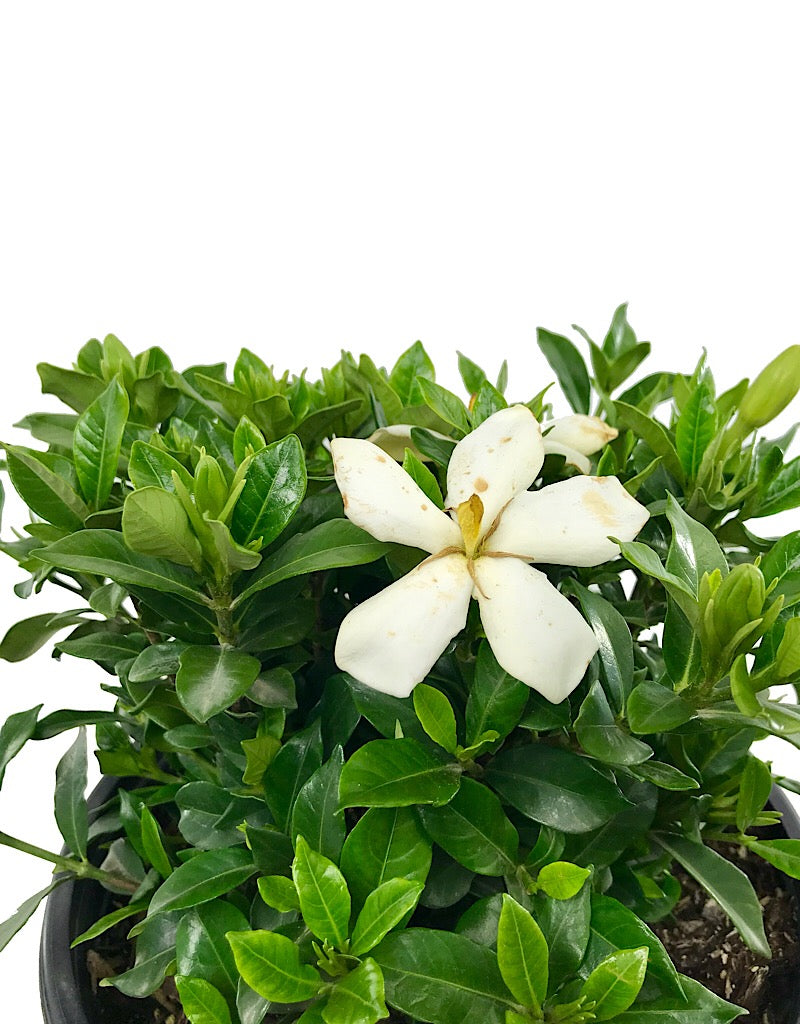 Gardenia jasminoides 'Sweet Tea'  2 gal