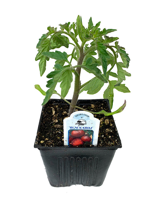 Tomato 'Black Krim' 4 Inch