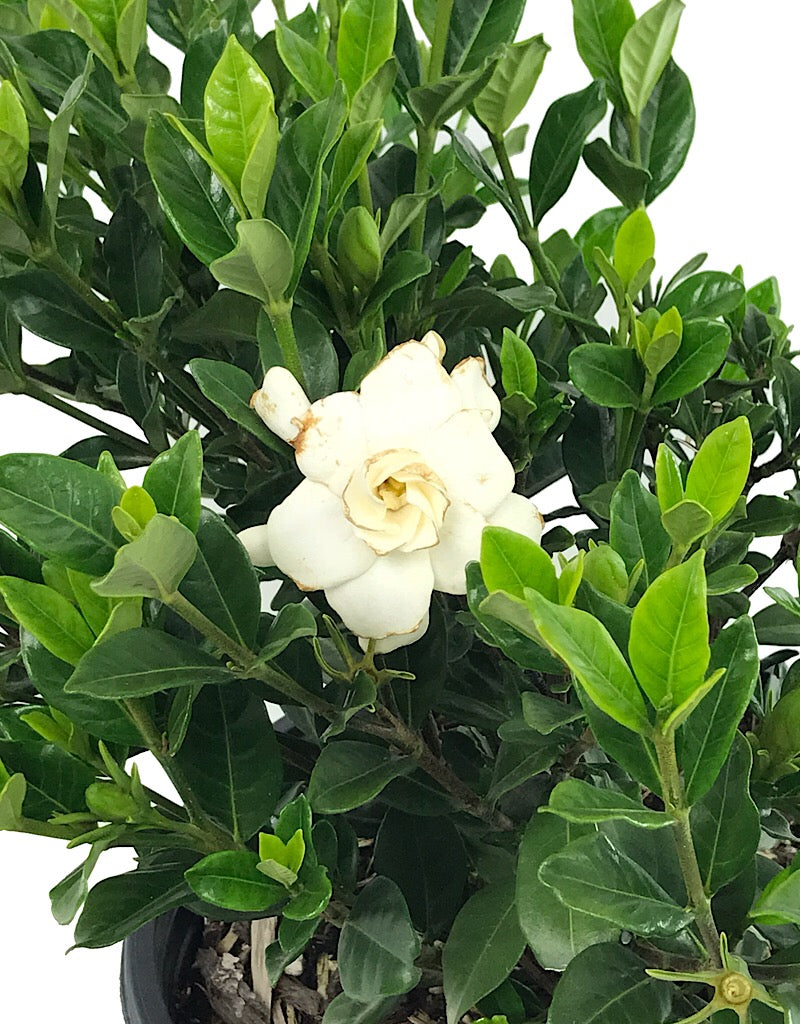 Gardenia jasminoides 'Double Mint'  2 gal