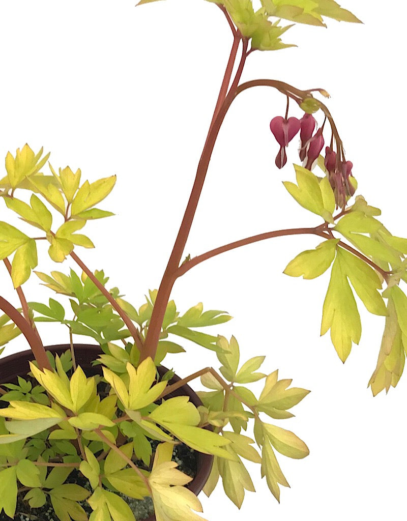 Dicentra 'Gold Heart' 1 Gallon