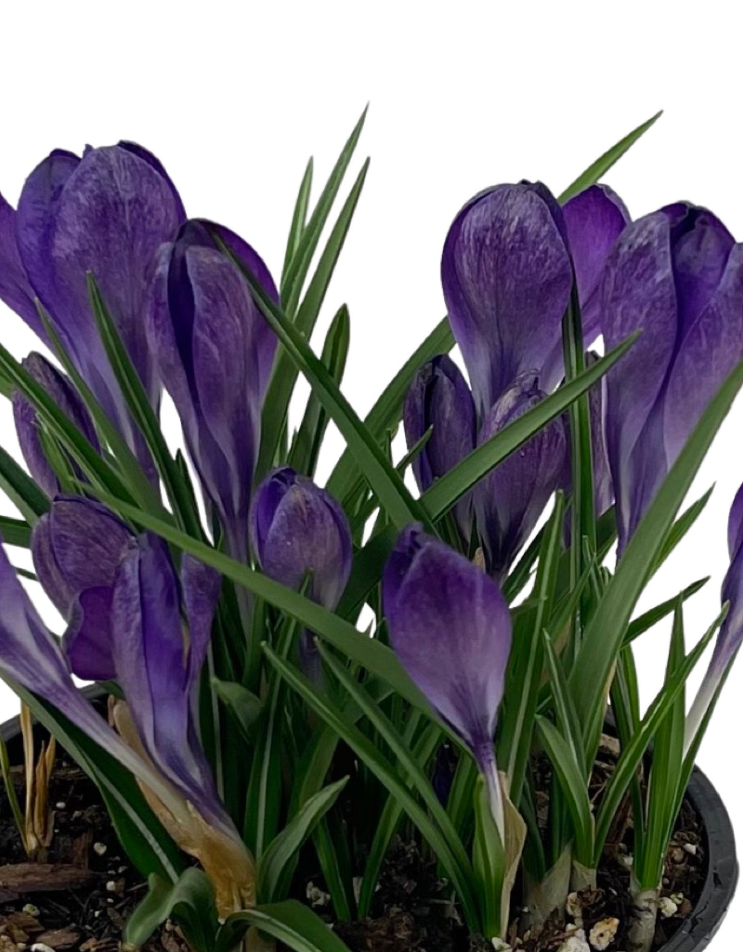 Crocus vernus 'Flower Record' 4 Inch