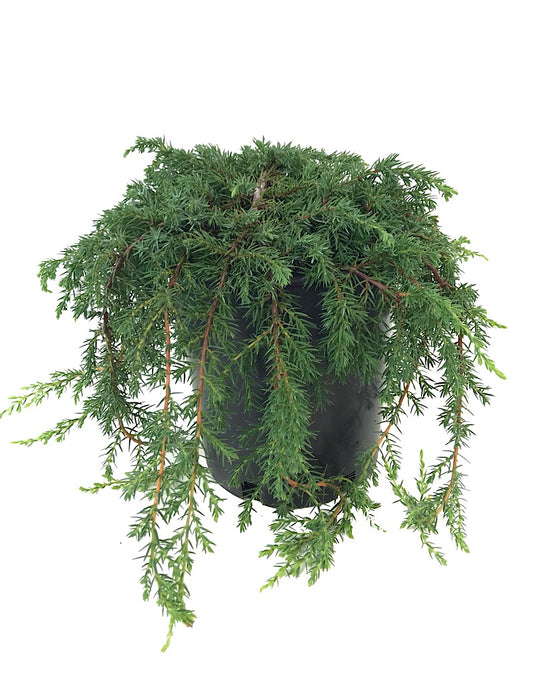 Juniperus communis 'Corielagen' - 1 gal