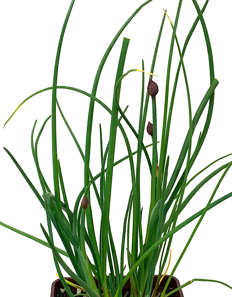 Chives 4 Inch