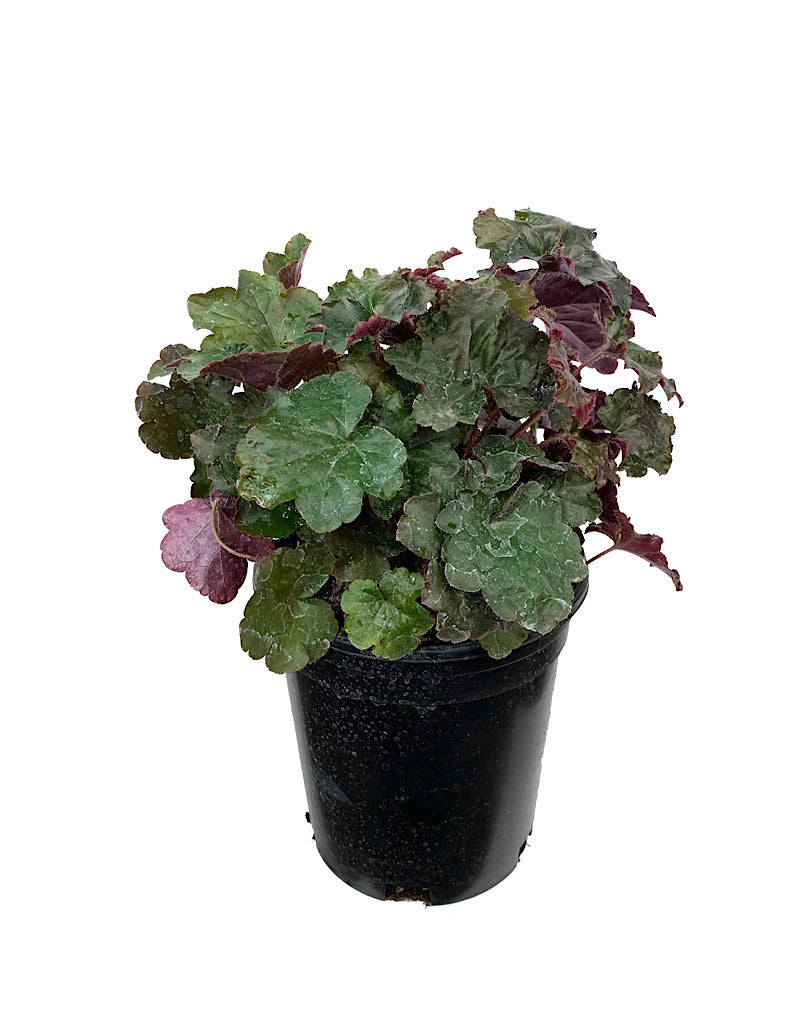 Heuchera 'Palace Purple' 1 Gallon