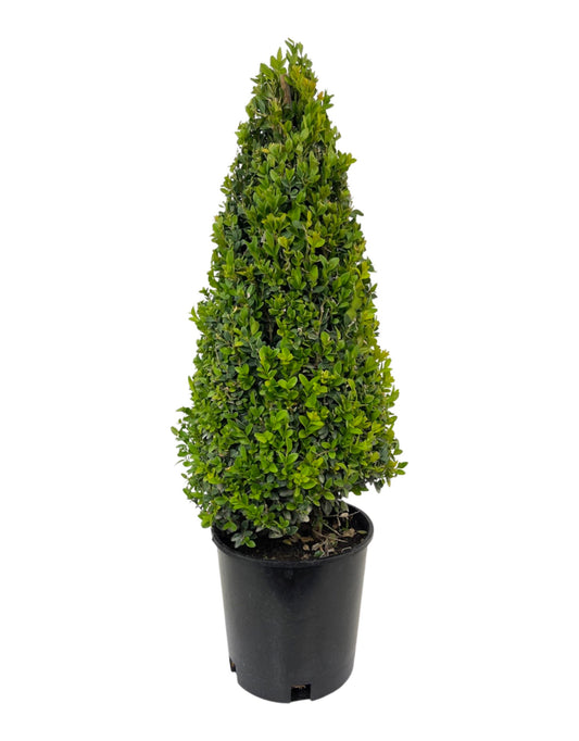 Buxus 'Green Mountain' Cone