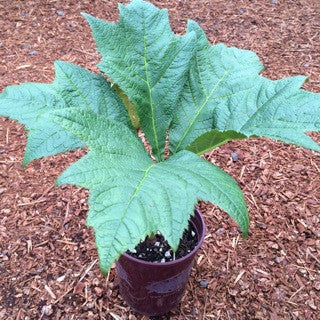 Rodgersia p. 'Rotlaub'- 1 gal