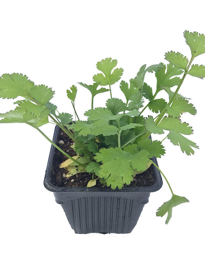 Cilantro