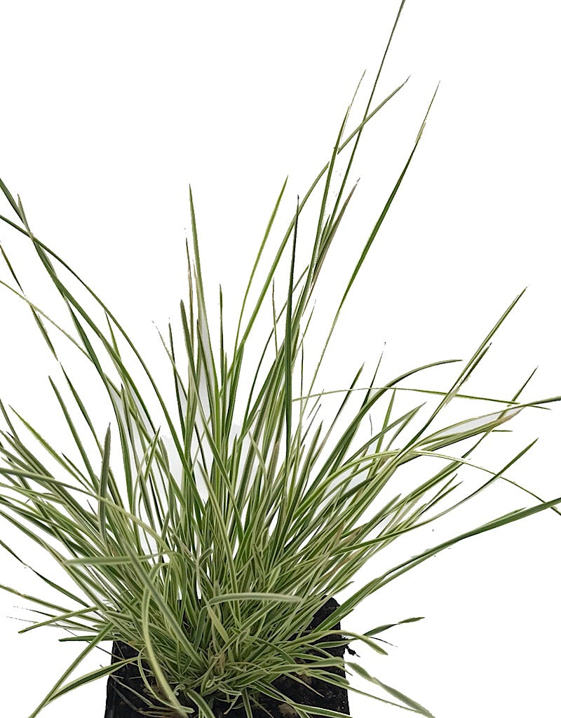 Deschampsia c. 'Northern Lights' - 4 inch