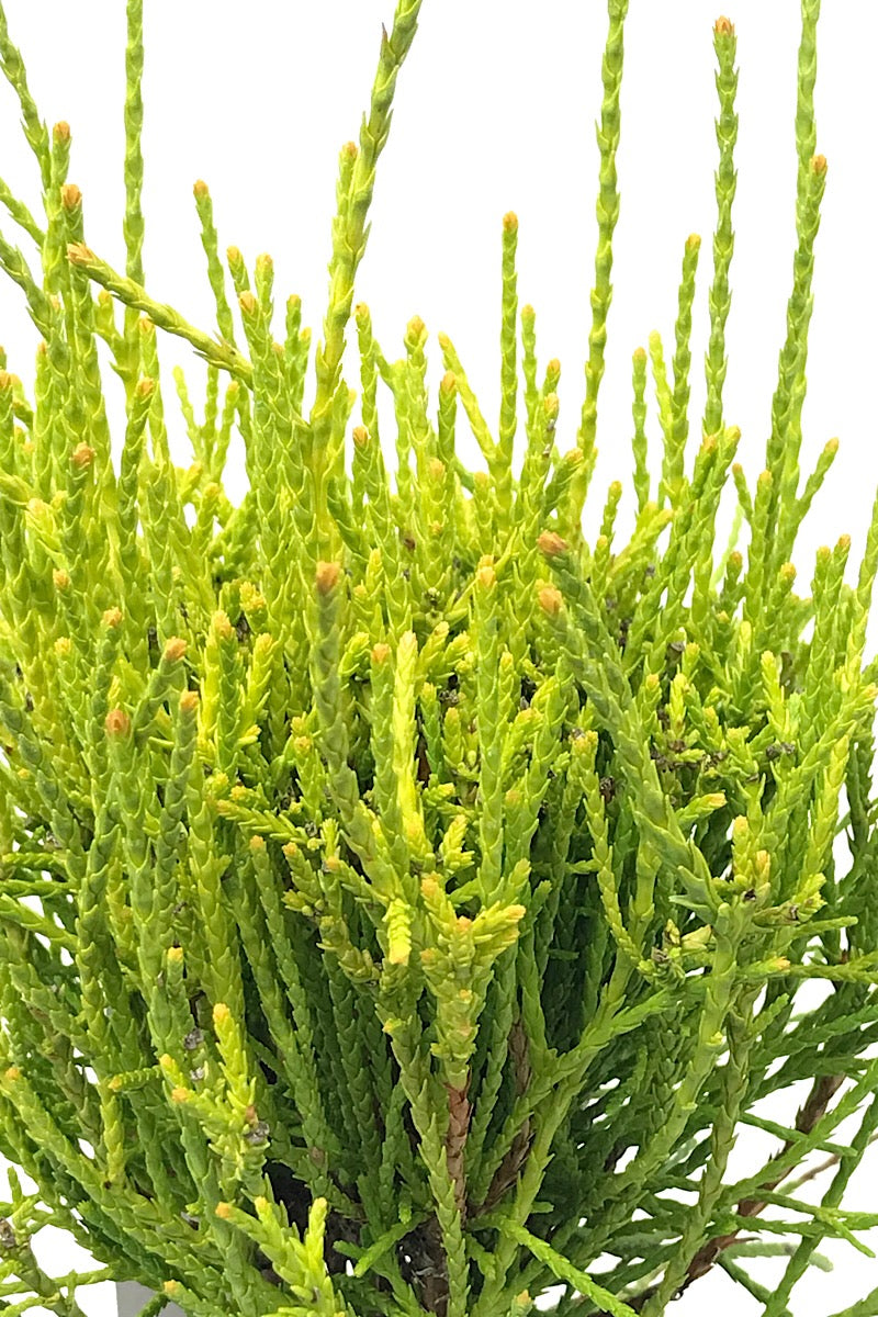 Thuja orientalis 'Franky Boy' 1 Gallon